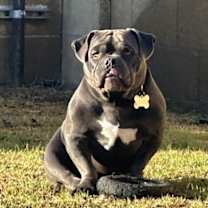 adopt-pet