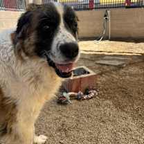 adopt-pet