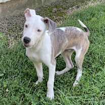 Thumbnail photo of Niles #1