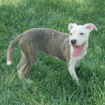 Thumbnail photo of Niles #3