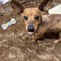 adopt-pet