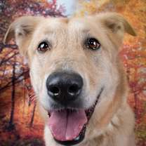 adopt-pet
