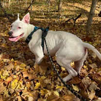 Thumbnail photo of Krypto #3