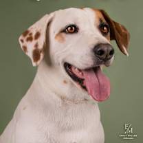 adopt-pet