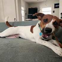 Thumbnail photo of Pele #2