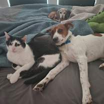 Thumbnail photo of Pele #3