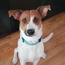 Thumbnail photo of Pele #4