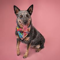 adopt-pet