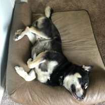 Thumbnail photo of Bane - Courtesy Posting #4