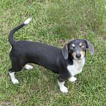 Thumbnail photo of Misty #1