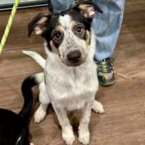 Thumbnail photo of Ford #1