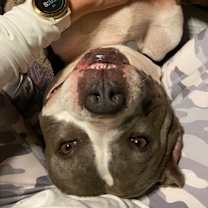 Thumbnail photo of Starlight #2