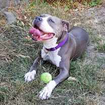 Thumbnail photo of Starlight #3