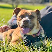 Thumbnail photo of KASHA #1