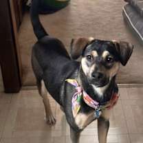 Thumbnail photo of Punky: Available in Foster Care #1