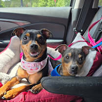 Thumbnail photo of Mary and Moe -- BONDED PAIR #1