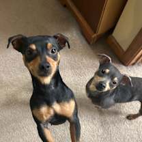 Thumbnail photo of Mary and Moe -- BONDED PAIR #4