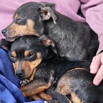 Thumbnail photo of Moe and Mary -- BONDED PAIR #3