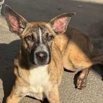 Thumbnail photo of Tiffany #1