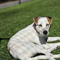 Thumbnail photo of Pepper #1