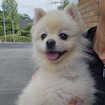 adopt-pet