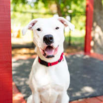 Thumbnail photo of Provalone #1