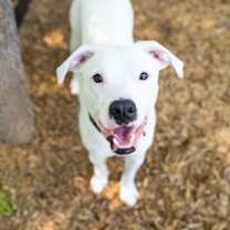 Thumbnail photo of Provalone #2