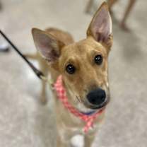 Thumbnail photo of Carnelian #2