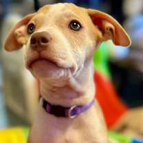 adopt-pet