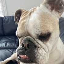 Thumbnail photo of Lacey #1