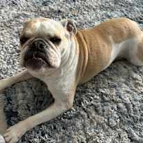 Thumbnail photo of Lacey #3