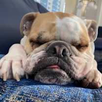 Thumbnail photo of Lacey #4