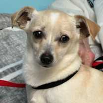 Thumbnail photo of Zeke/Diego #2