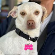 Thumbnail photo of China Coco #3