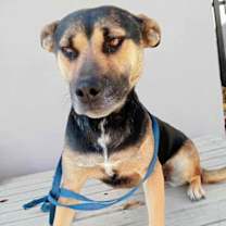 Thumbnail photo of Negra #2