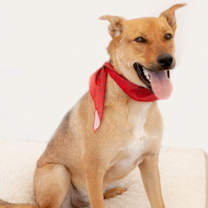 Thumbnail photo of Lobo Xman #1