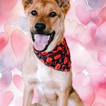 Thumbnail photo of Lobo Xman #2