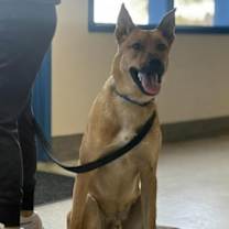 Thumbnail photo of Lobo Xman #3