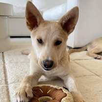 Thumbnail photo of Copper #1