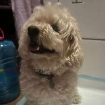 Thumbnail photo of Benny #4