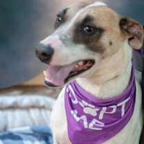 Thumbnail photo of Betty White #3