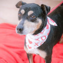 Thumbnail photo of Zorrito #2