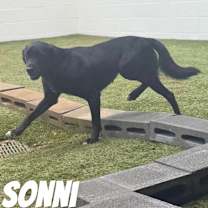 Thumbnail photo of Sonni 2730 #1