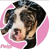 Thumbnail photo of Paige #1