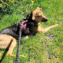 Thumbnail photo of Penny #1