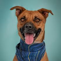 adopt-pet