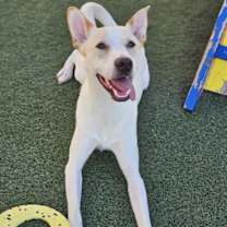 Thumbnail photo of Lucky #2