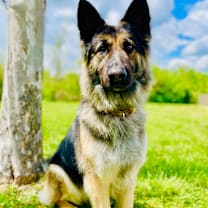 Thumbnail photo of Phoenix #2