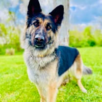 Thumbnail photo of Phoenix #4