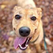 Thumbnail photo of Savannah #4